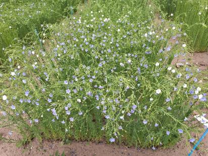 Click for 2 image(s) for this accession.